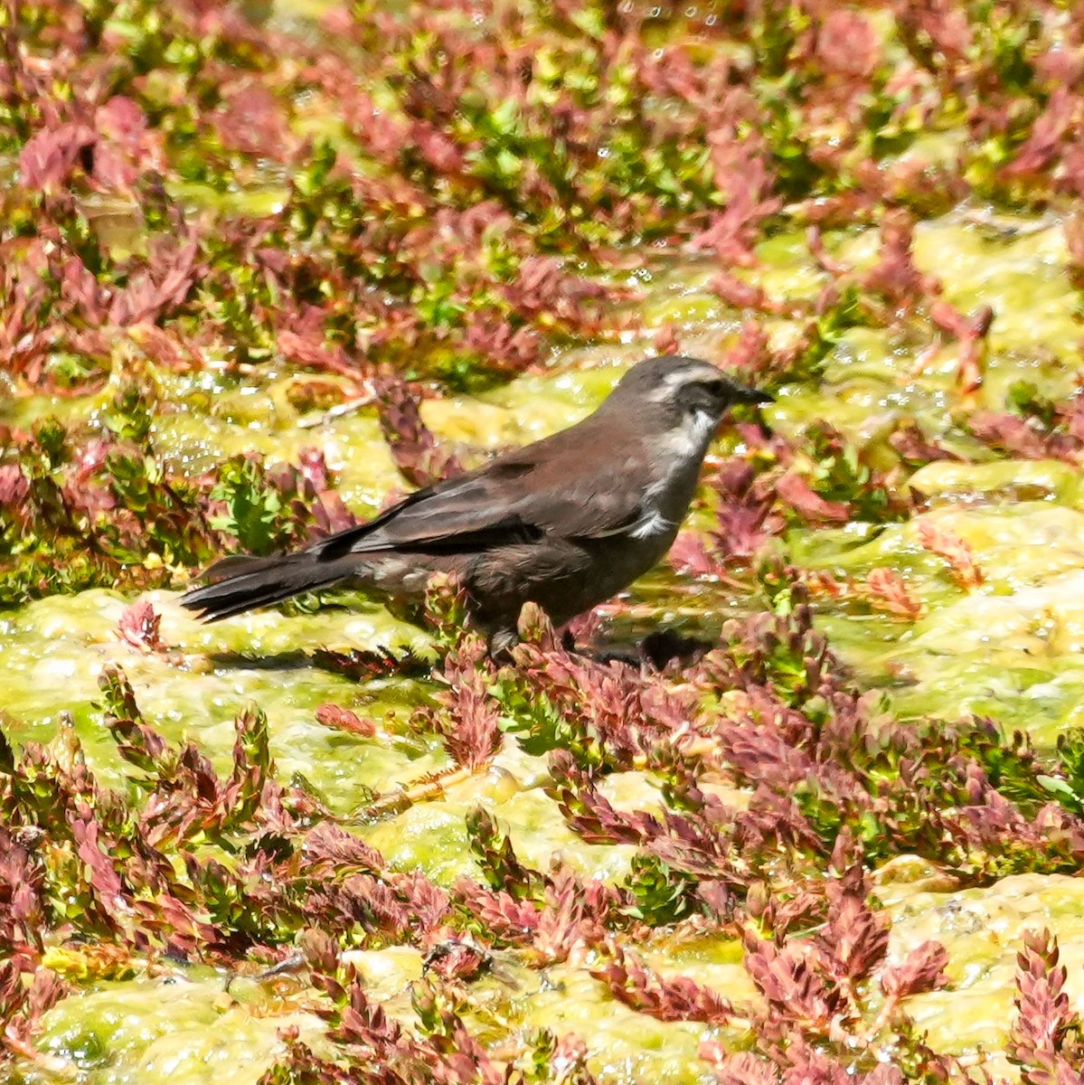 Buff-winged Cinclodes - ML645411212