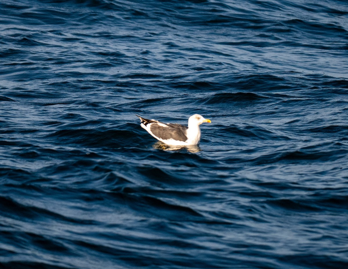 Zafferano - ML645411215