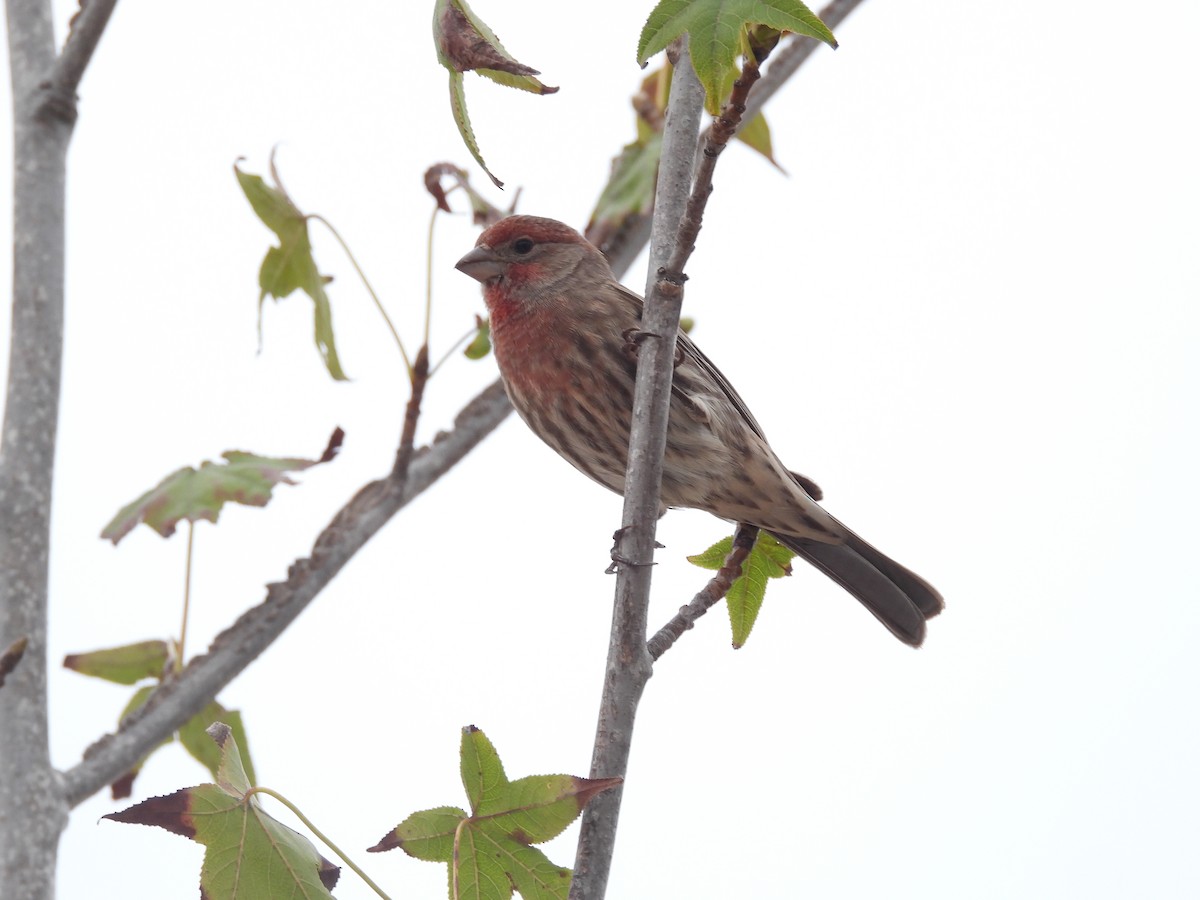 House Finch - ML645411222