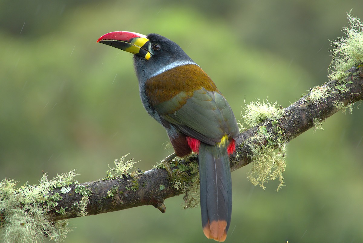 Gray-breasted Mountain-Toucan - ML645411223