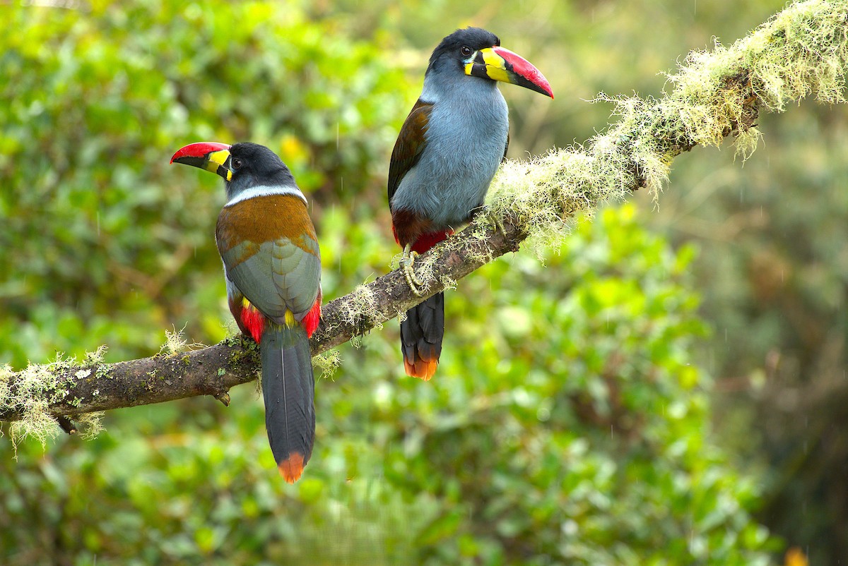 Gray-breasted Mountain-Toucan - ML645411230