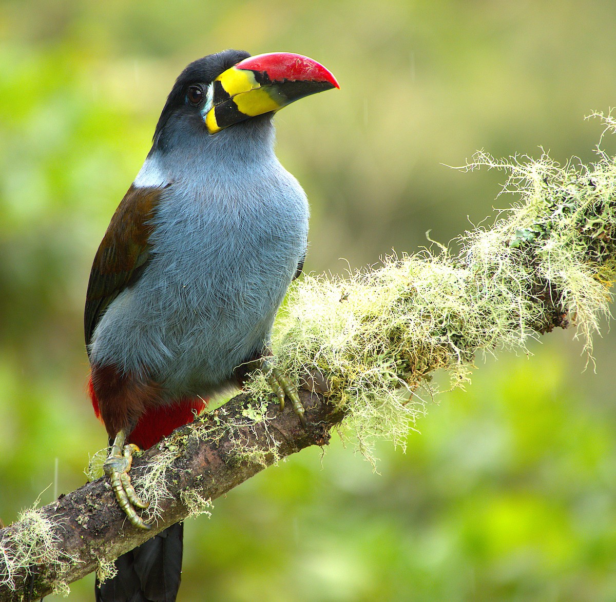 Gray-breasted Mountain-Toucan - ML645411231