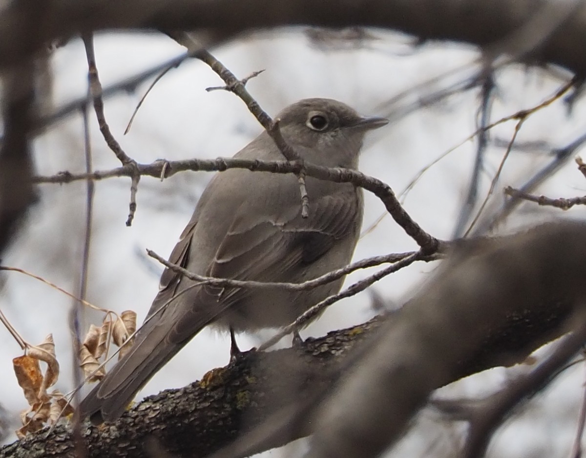 Townsend's Solitaire - ML645411232