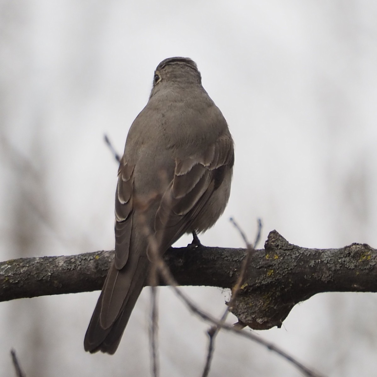 Townsend's Solitaire - ML645411233