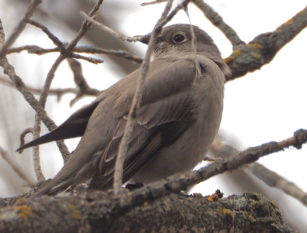 Townsend's Solitaire - ML645411235