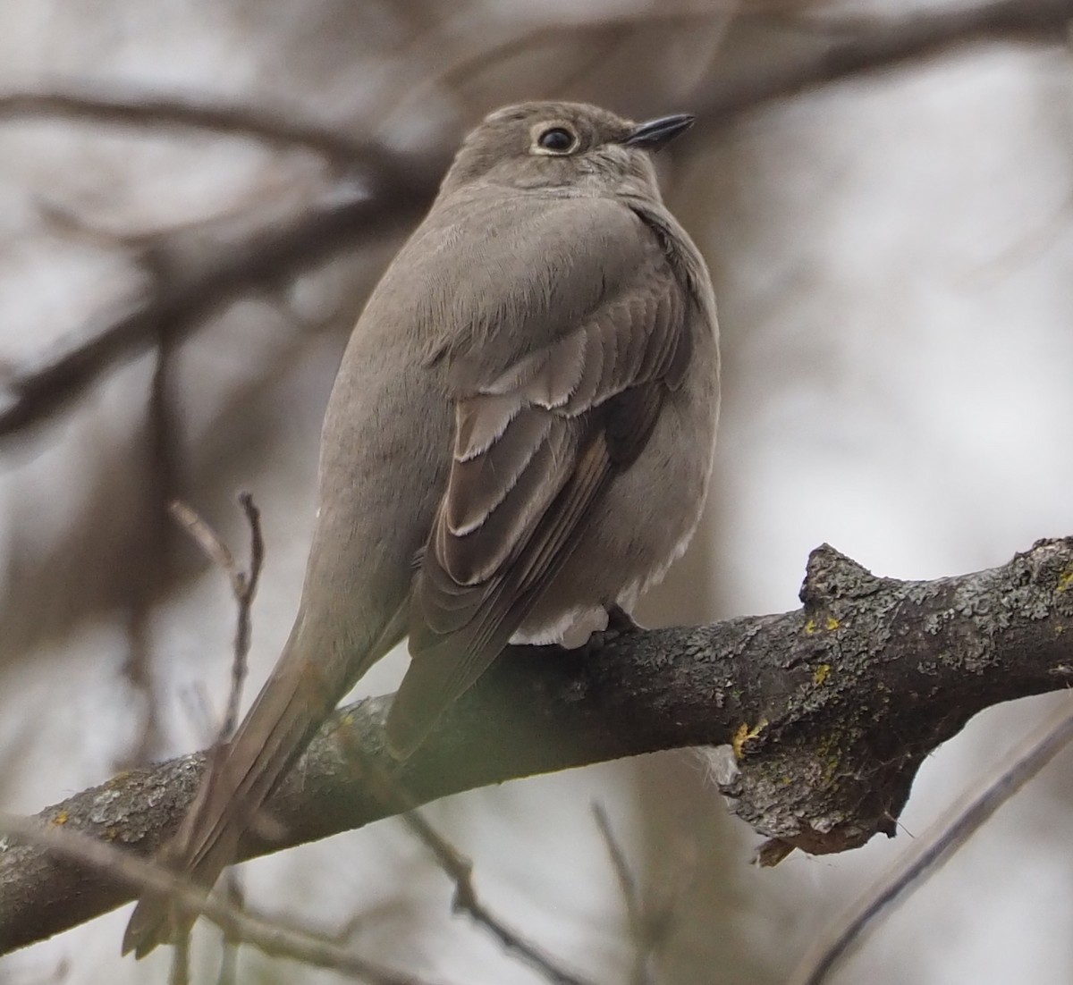 Townsend's Solitaire - ML645411237