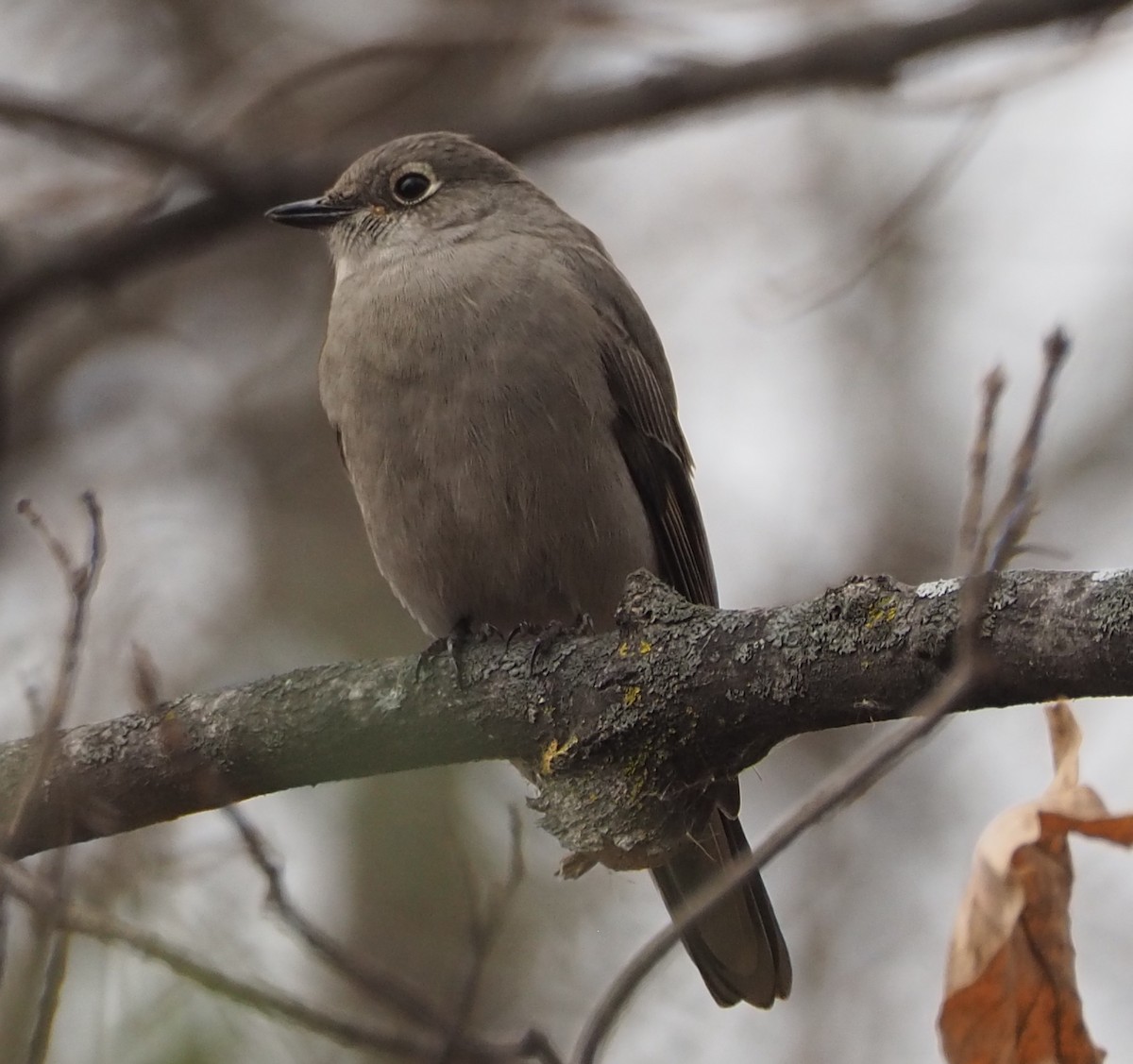 Townsend's Solitaire - ML645411239