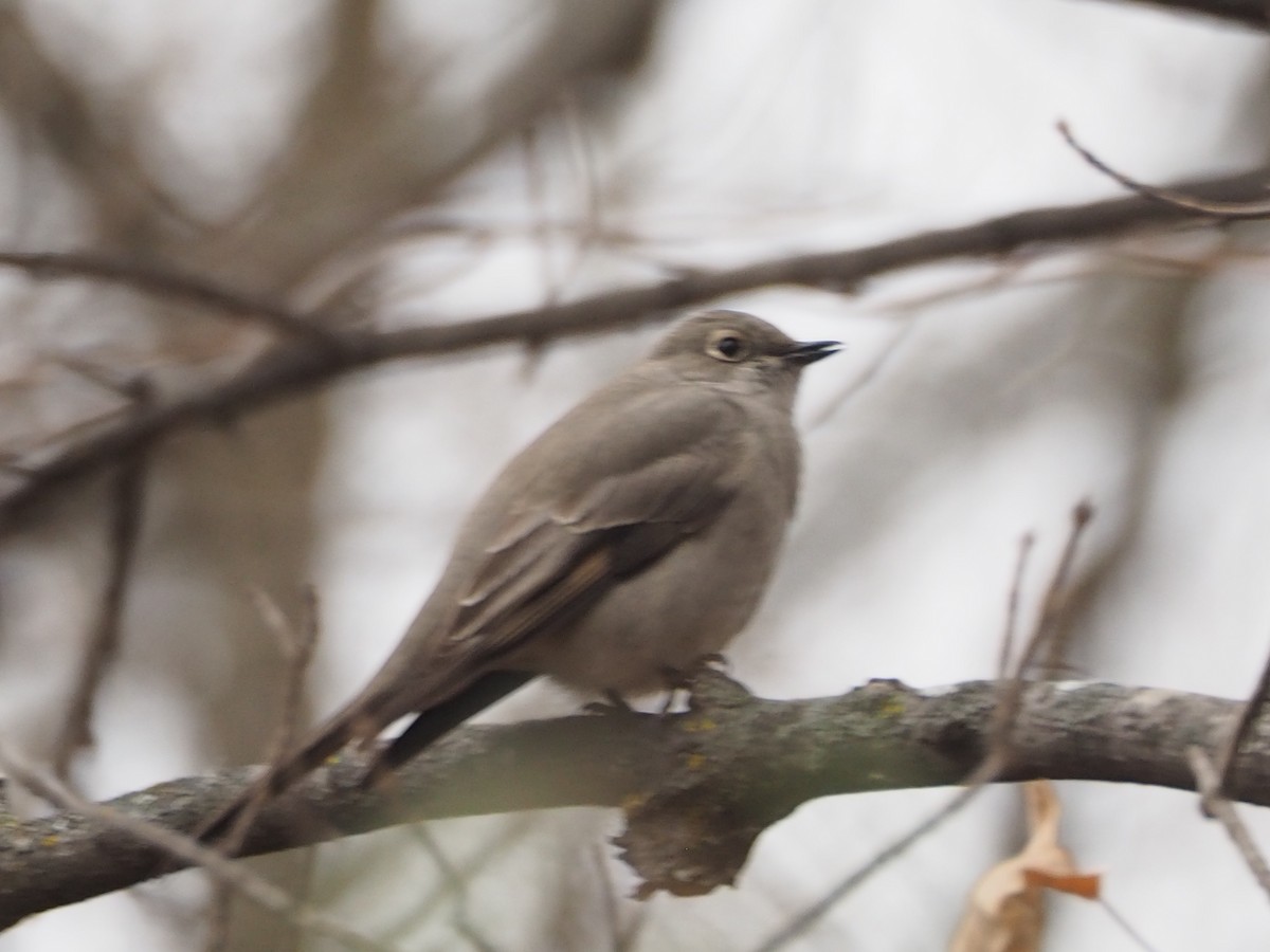 Townsend's Solitaire - ML645411240
