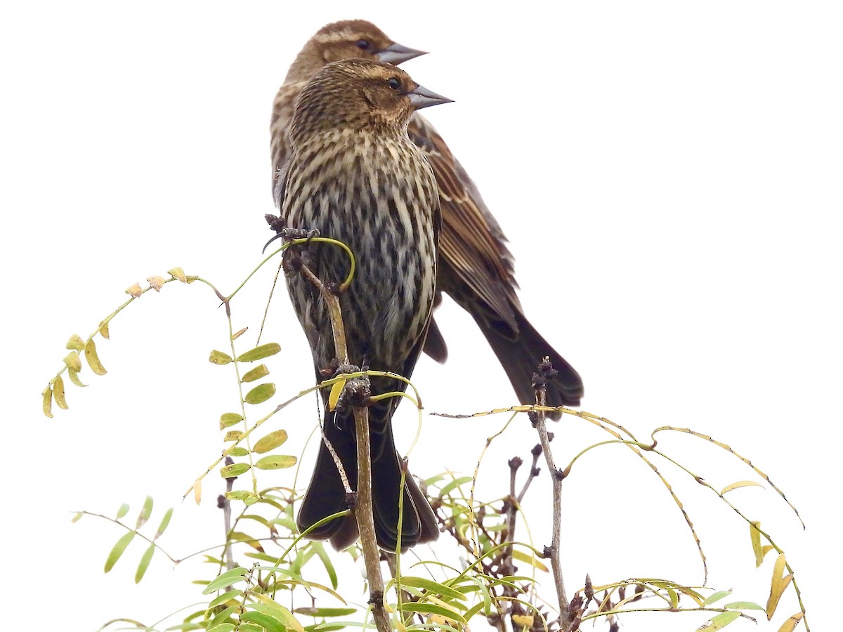 Red-winged Blackbird - ML645411241