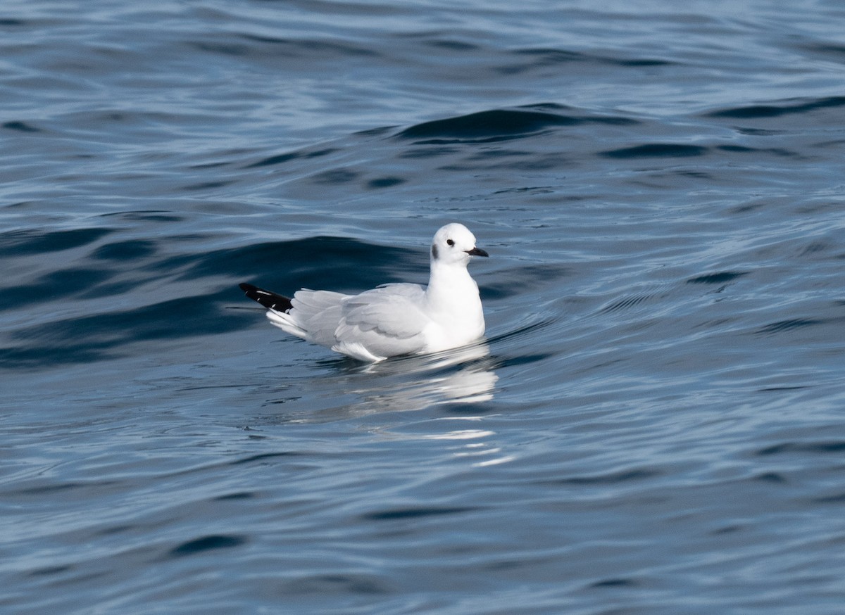 Bonaparte's Gull - ML645411242
