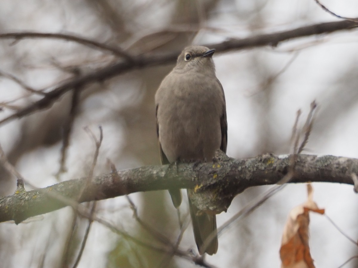 Townsend's Solitaire - ML645411243