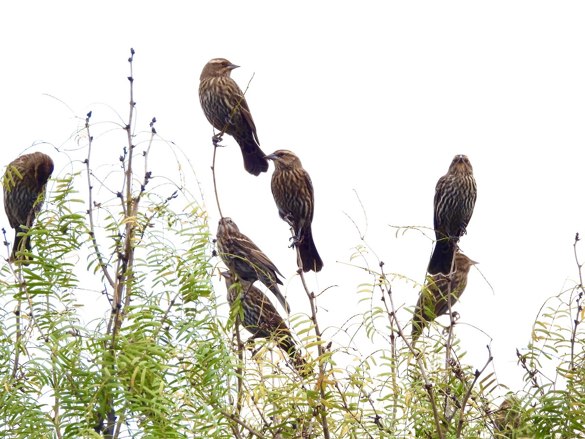 Red-winged Blackbird - ML645411244