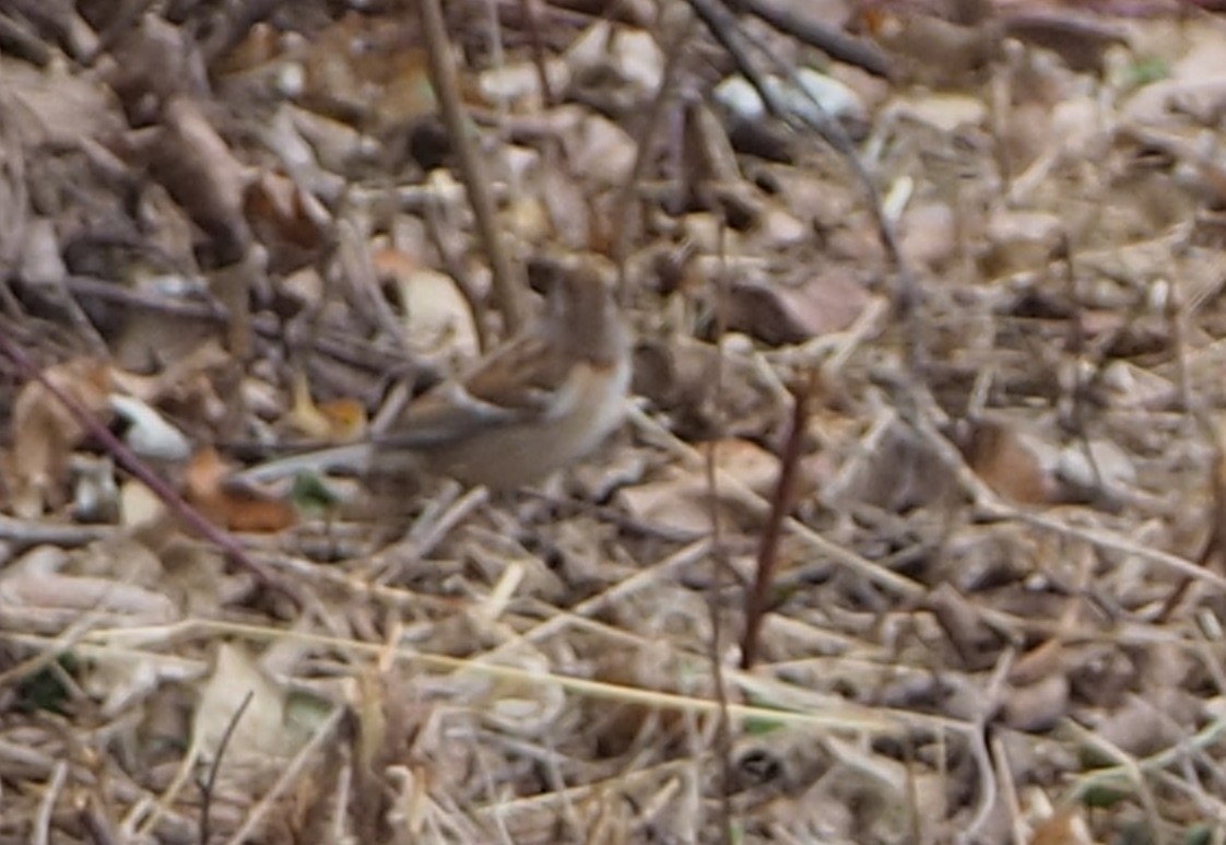 American Tree Sparrow - ML645411252