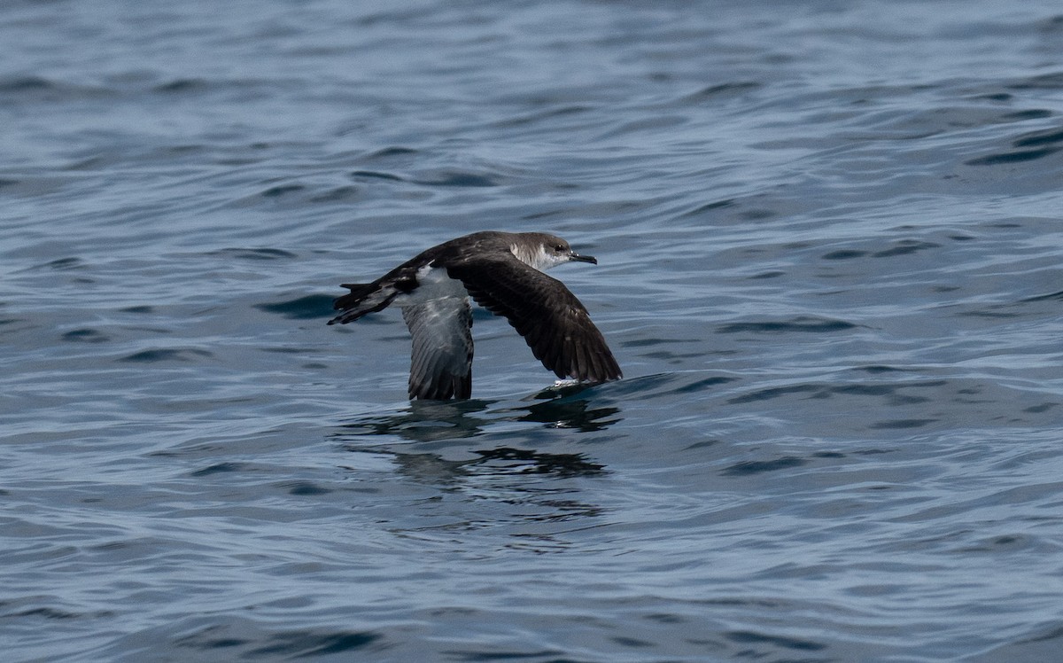 Manx Shearwater - ML645411257