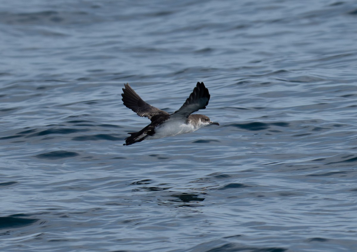 Manx Shearwater - ML645411258