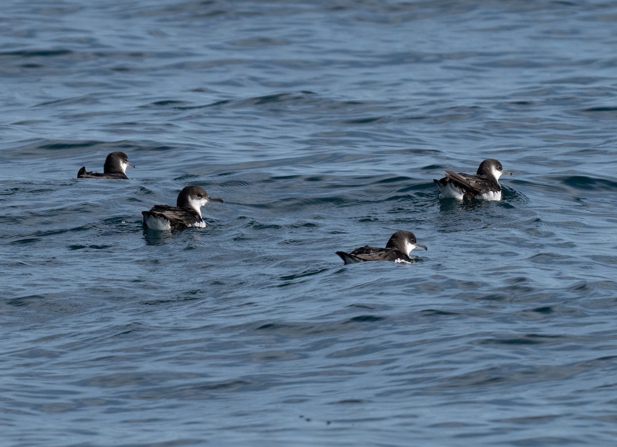 Manx Shearwater - ML645411259