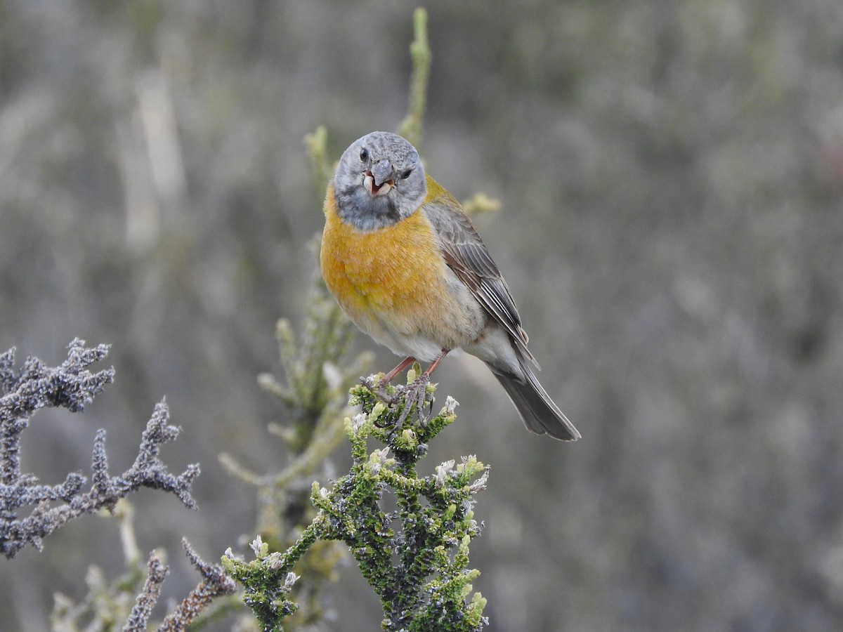 Gray-hooded Sierra Finch - ML645411261