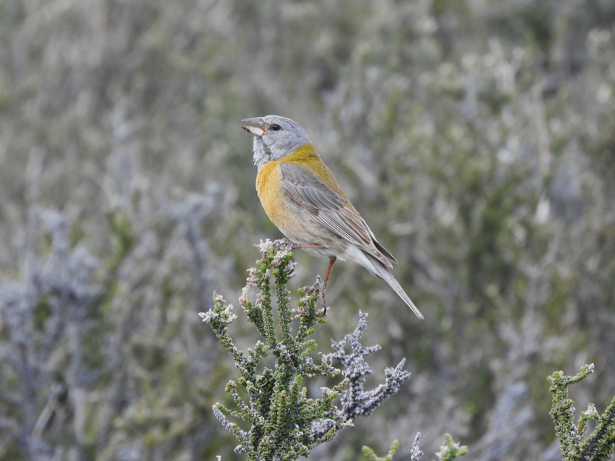 Gray-hooded Sierra Finch - ML645411262