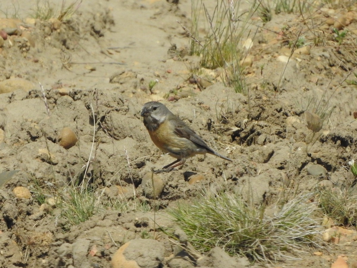 Gray-hooded Sierra Finch - ML645411263