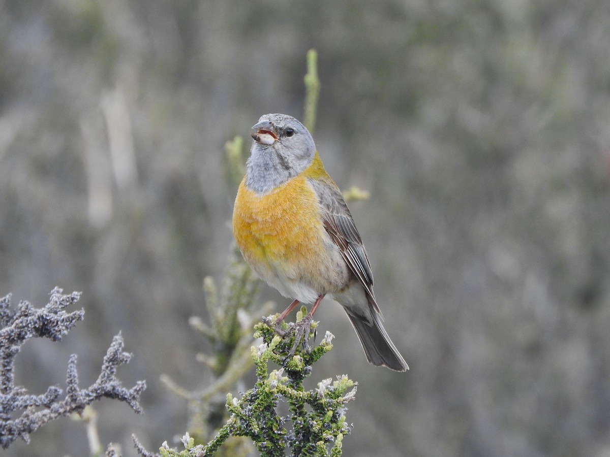 Gray-hooded Sierra Finch - ML645411264