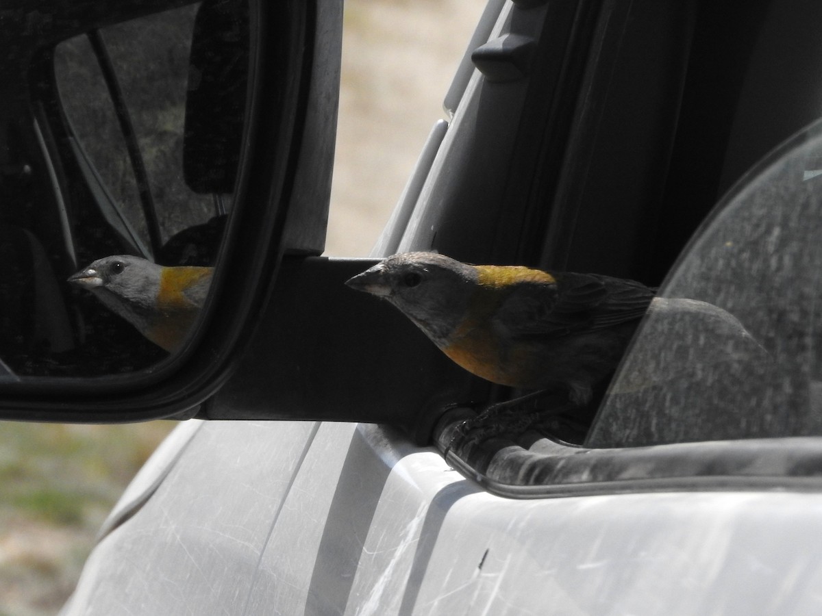 Gray-hooded Sierra Finch - ML645411265