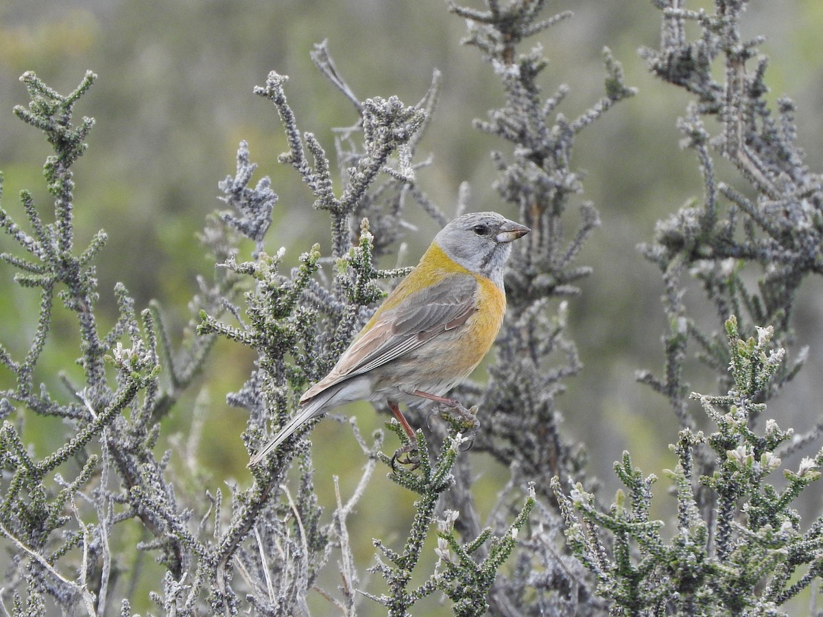 Gray-hooded Sierra Finch - ML645411266