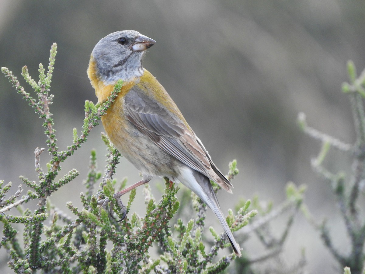 Gray-hooded Sierra Finch - ML645411267
