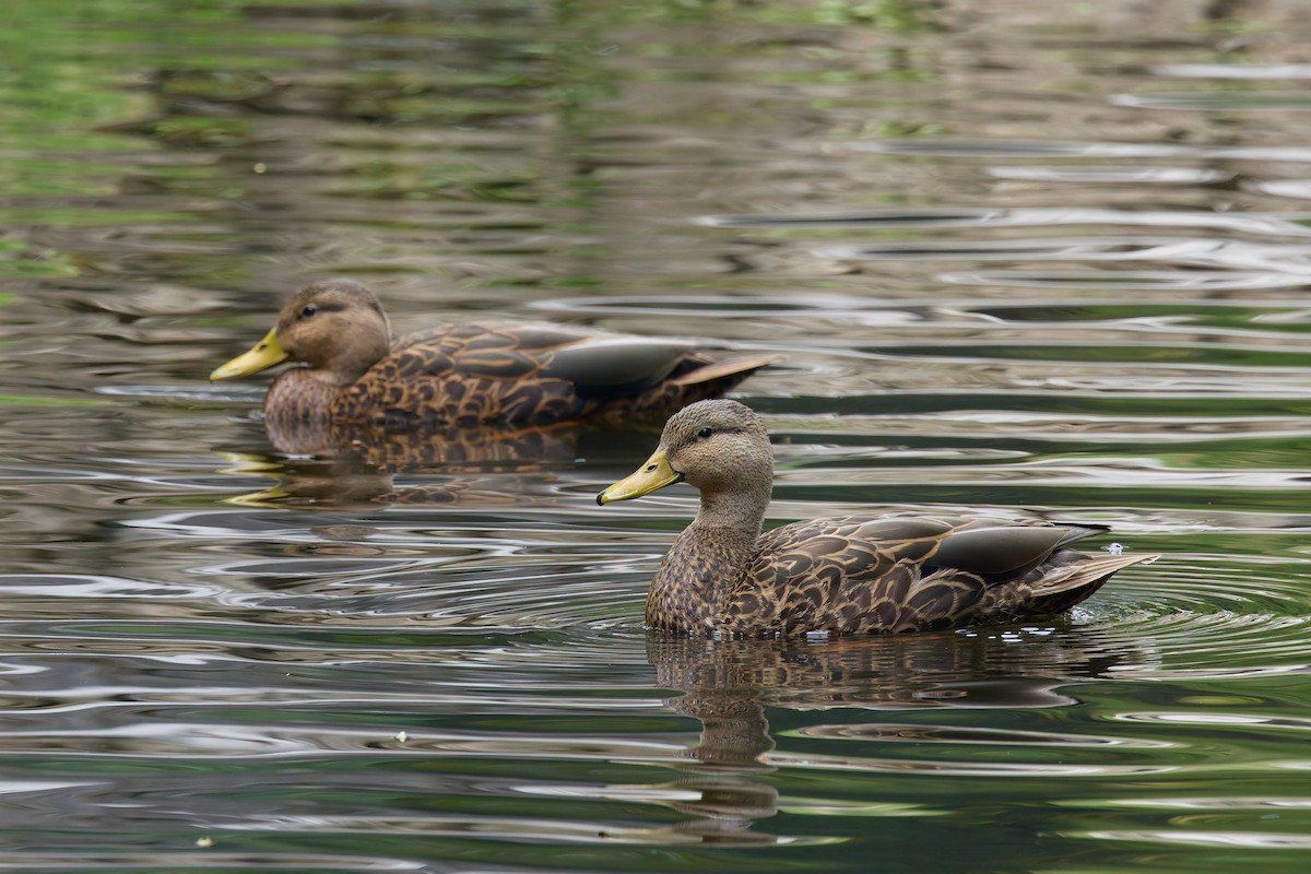 Mexican Duck - ML645411269