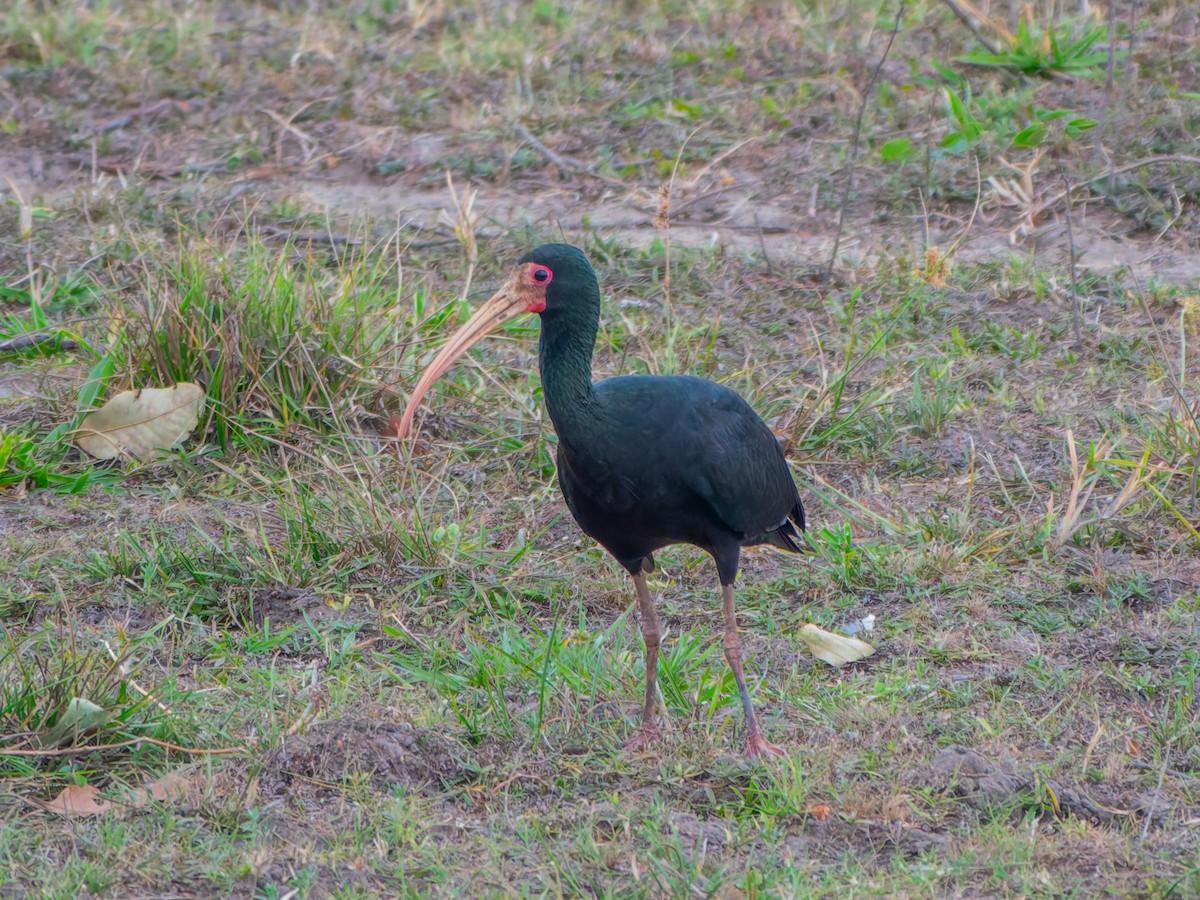 Ibis Afeitado - ML645411278
