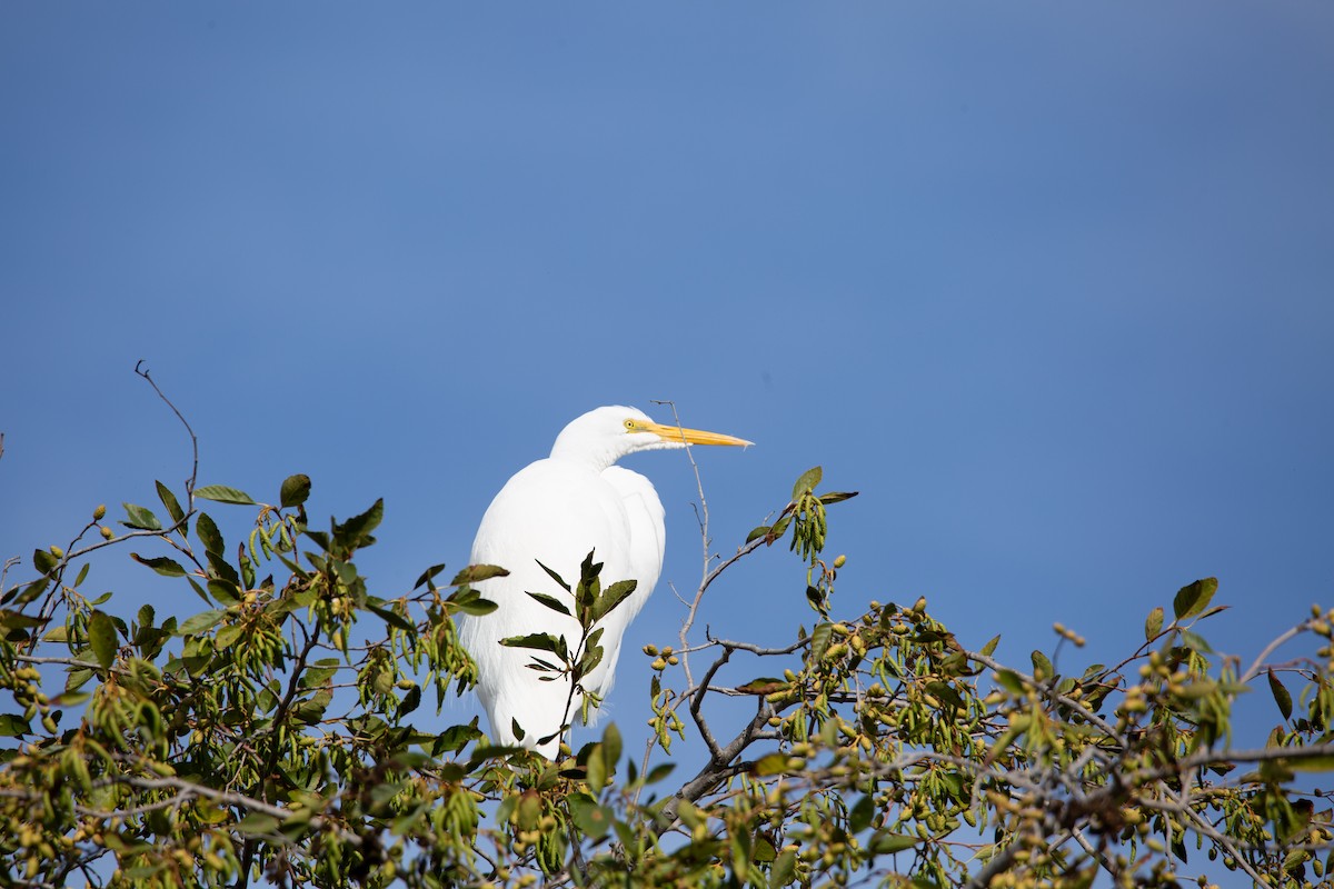 Koartza zuria - ML645411279