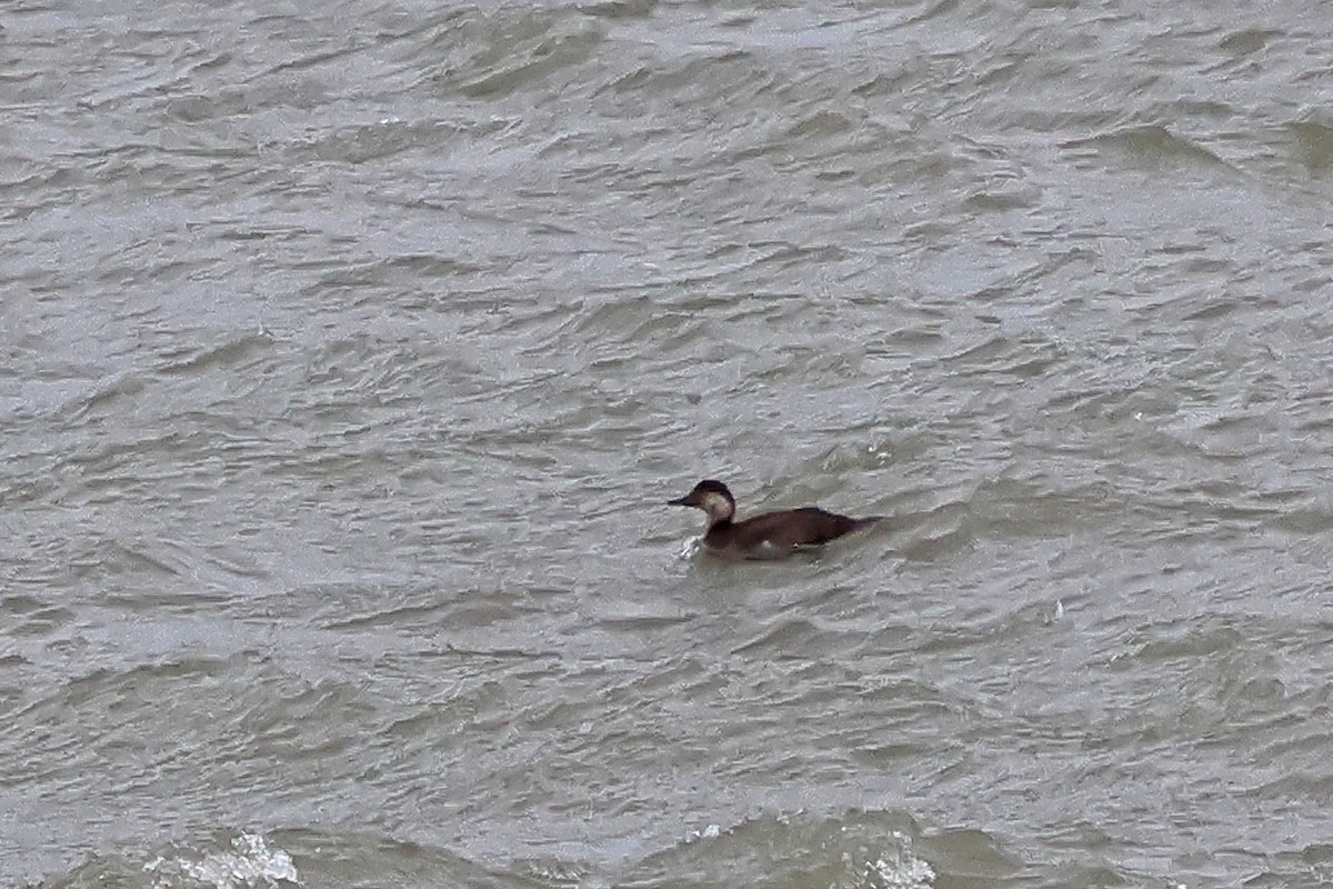 Black Scoter - ML645411280