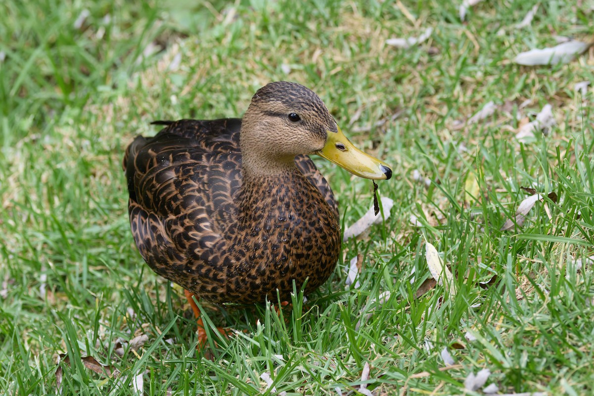 Mexican Duck - ML645411281