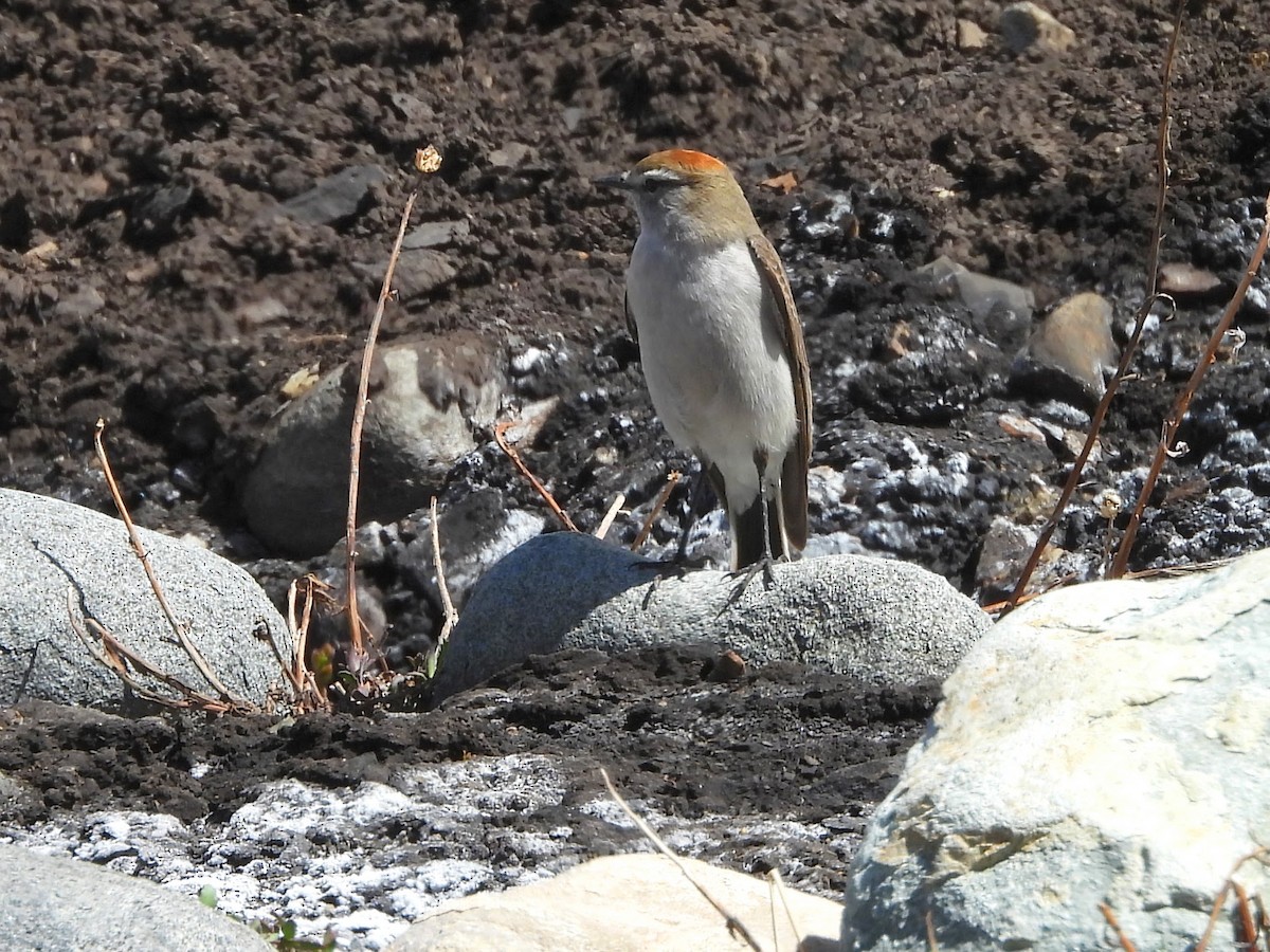 Dormilona Cejiblanca - ML645411284