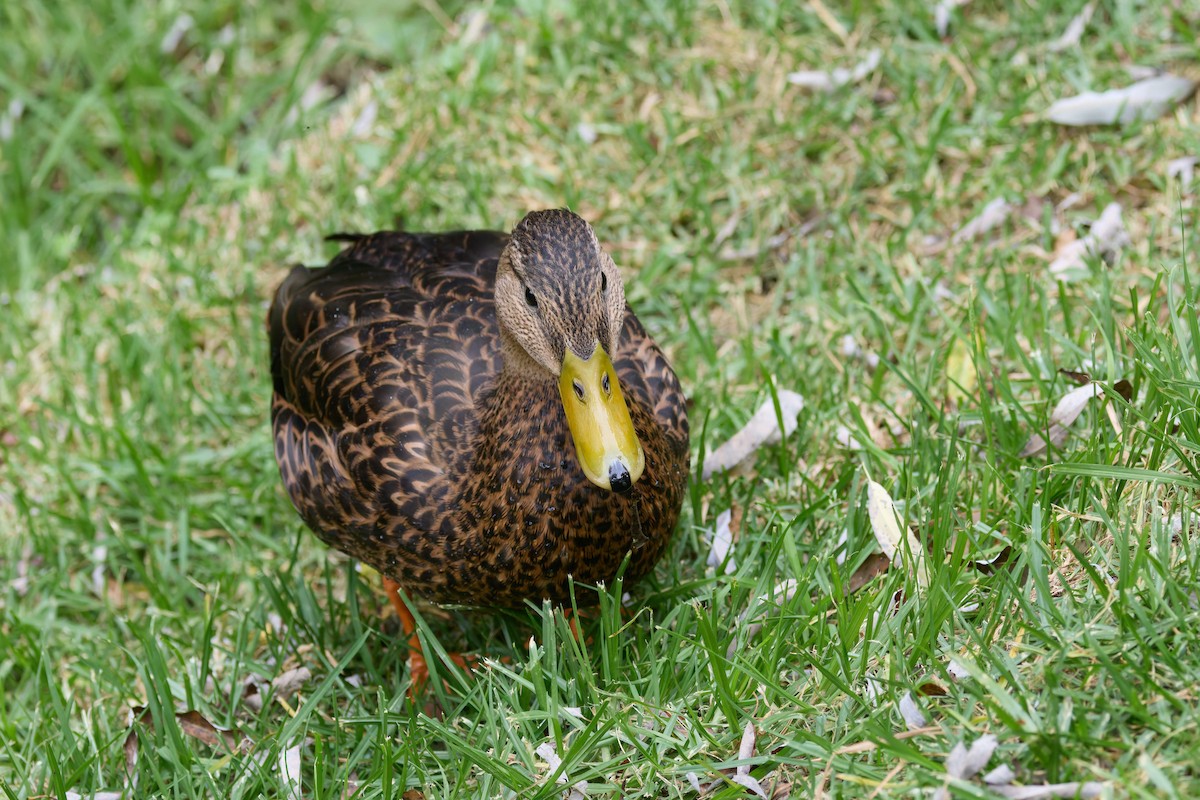 Mexican Duck - ML645411285