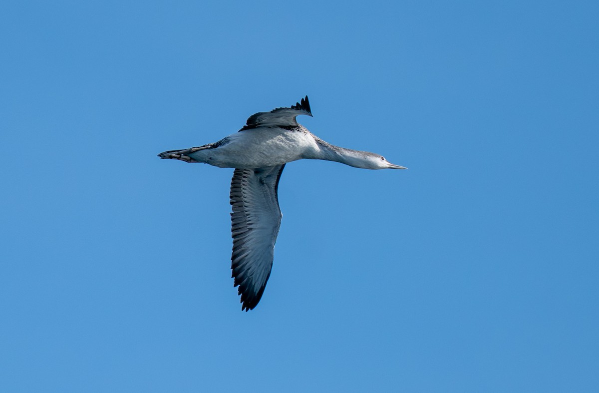 Plongeon catmarin - ML645411296