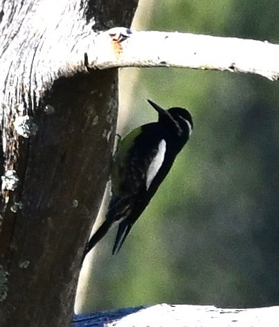 Williamson's Sapsucker - ML645411300