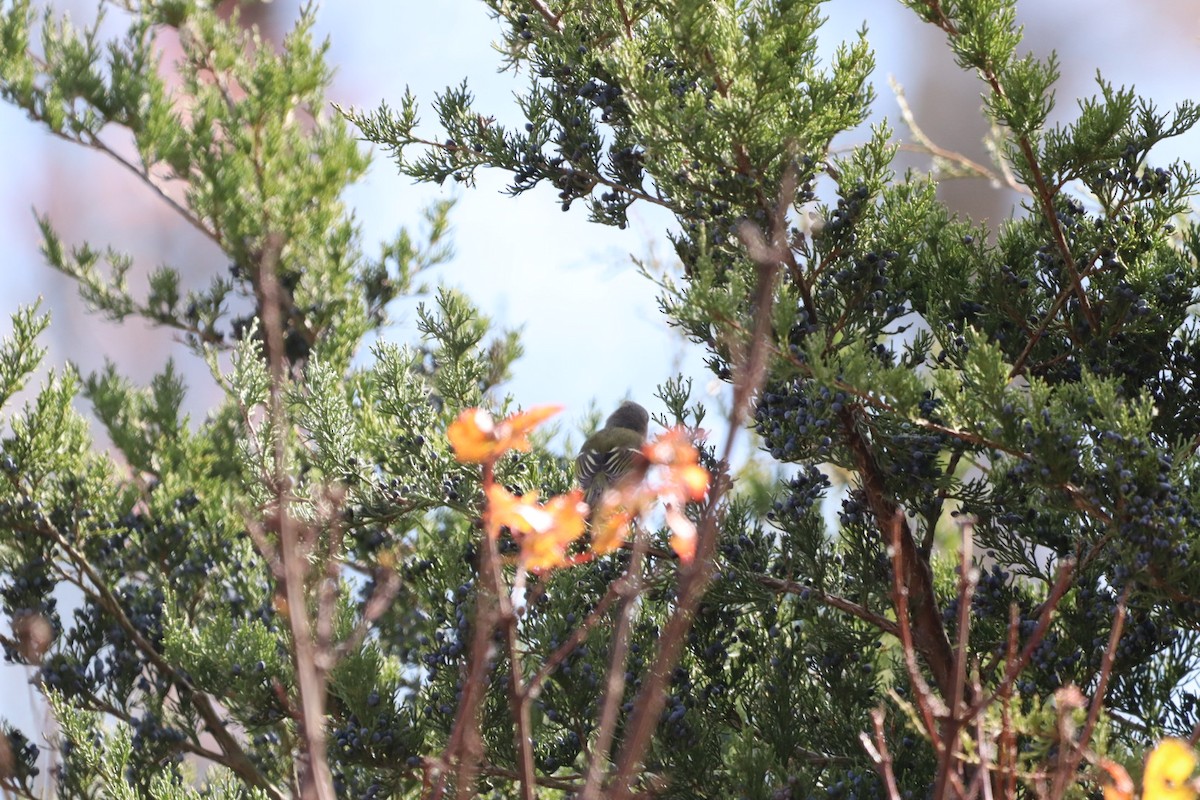 White-eyed Vireo - ML645411310