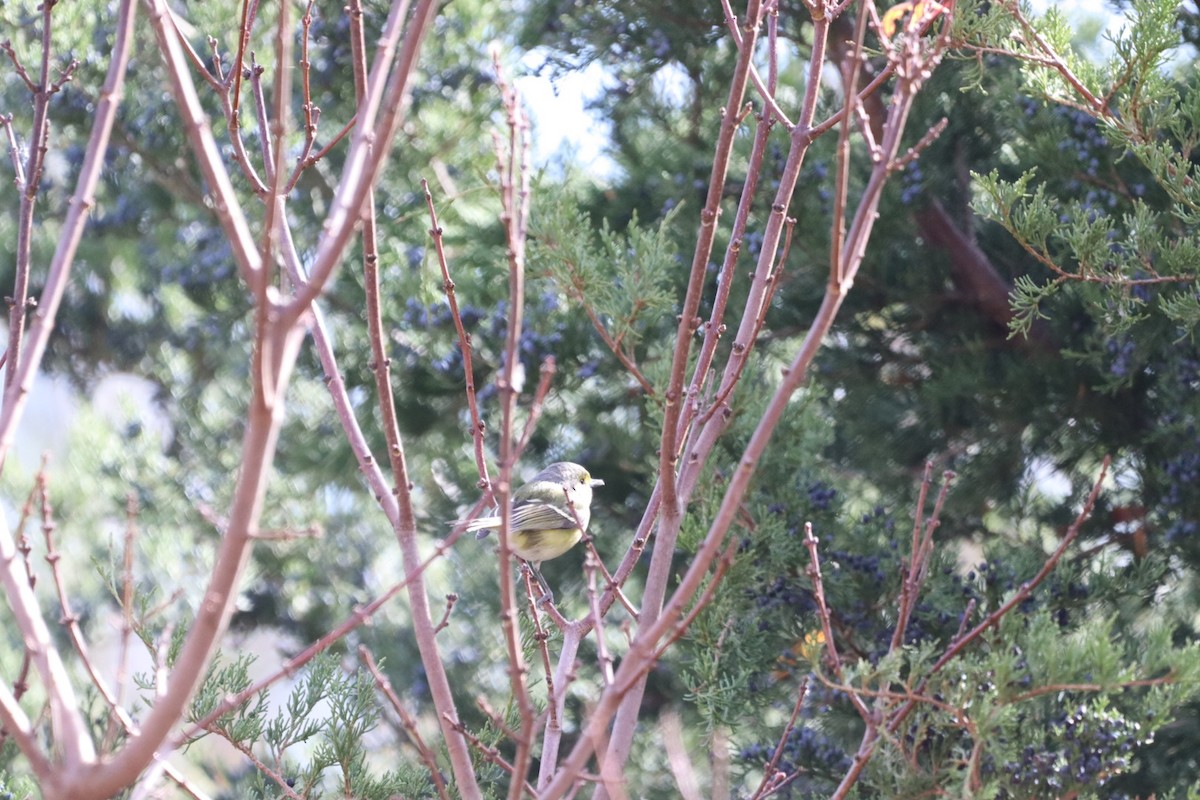 White-eyed Vireo - ML645411311