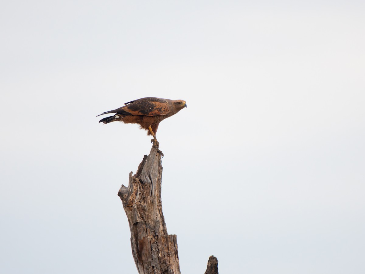 Busardo Sabanero - ML645411313