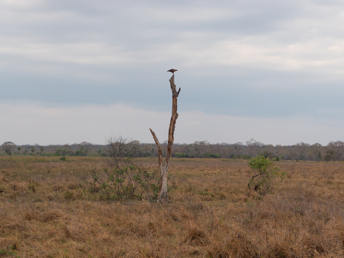 Busardo Sabanero - ML645411314