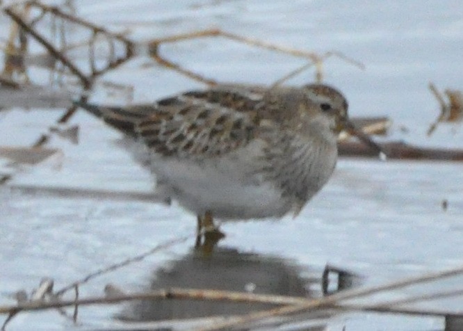 jespák skvrnitý - ML645411316