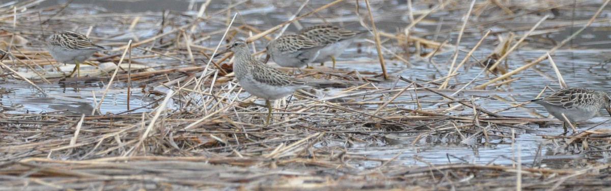 jespák skvrnitý - ML645411317