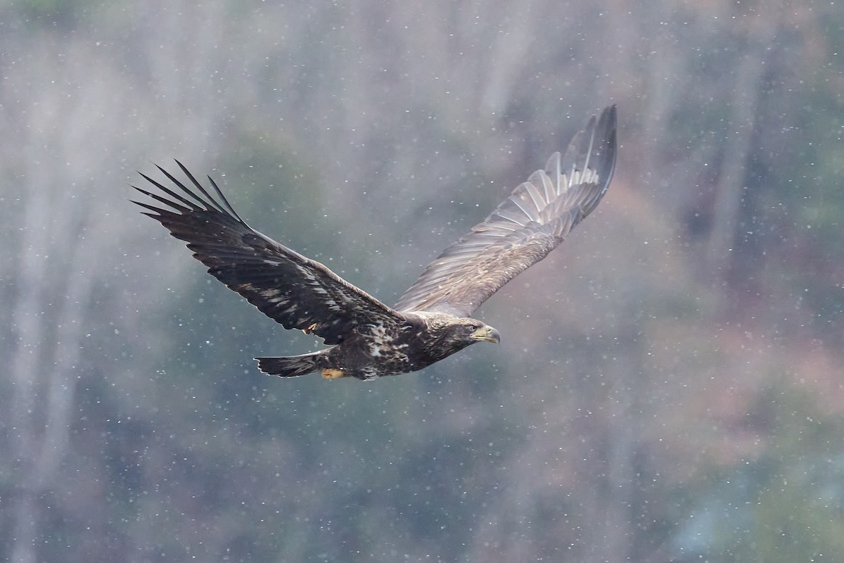 Pigargo Americano - ML645411320