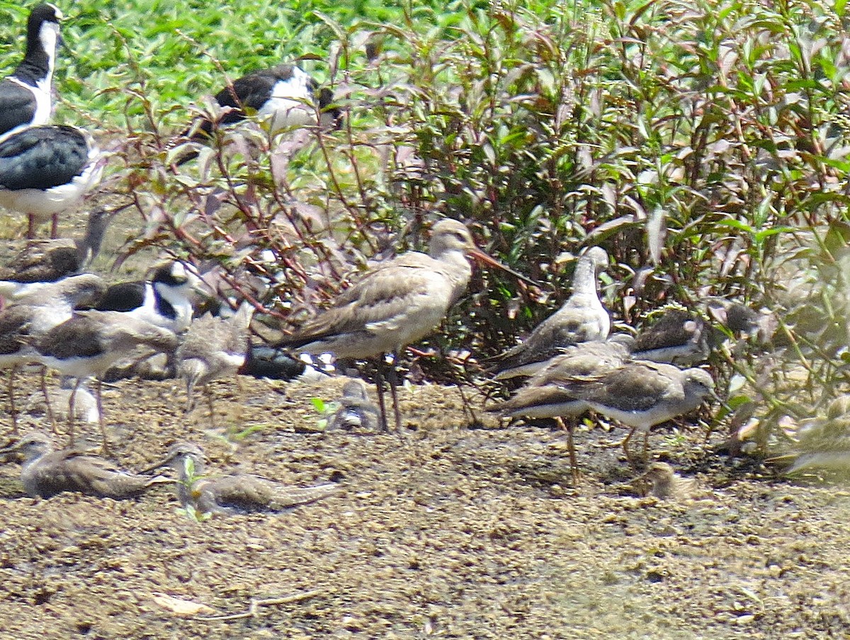 Hudsonian Godwit - ML645411325
