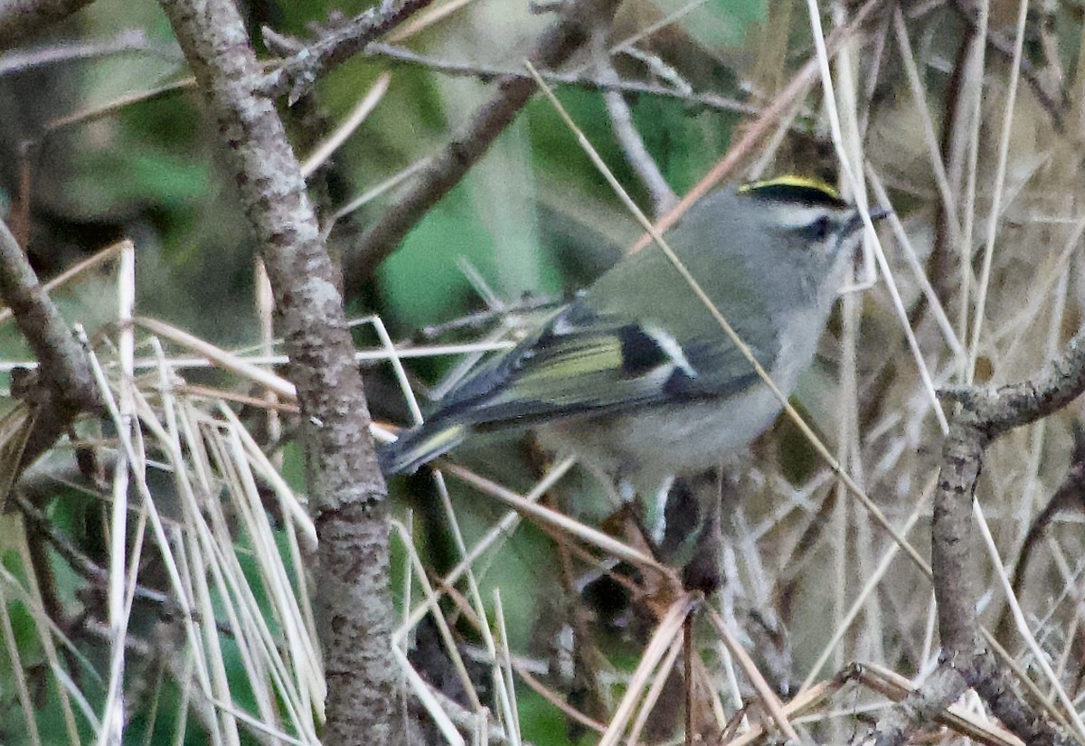 králíček zlatohlavý - ML645411363