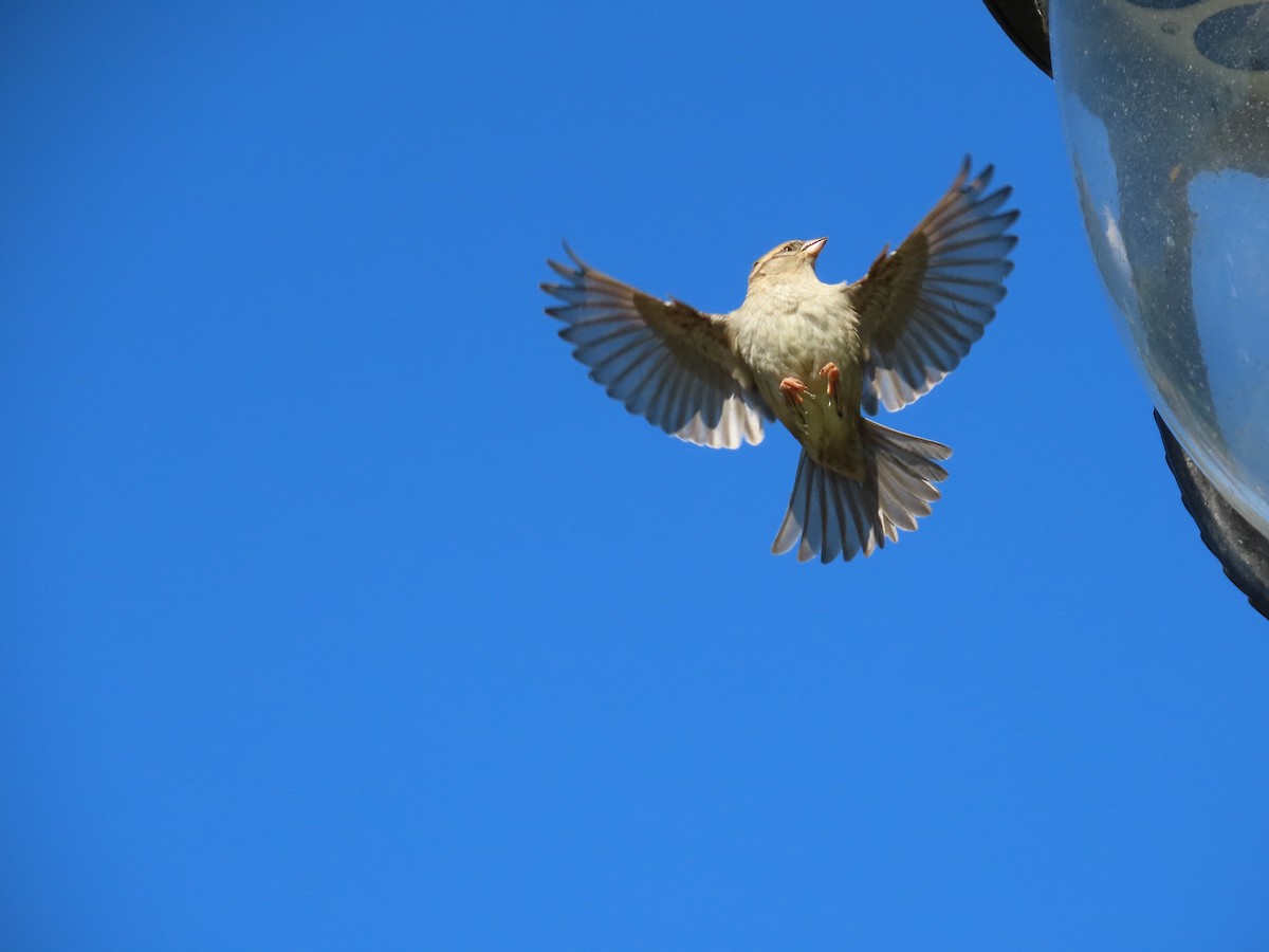 דרור הבית - ML645411365