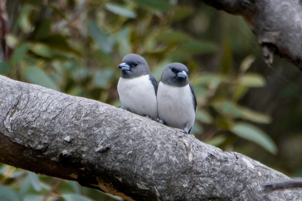 White-breasted Woodswallow - ML645411385