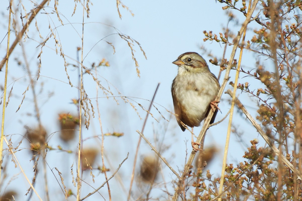 Bruant des marais - ML645411386