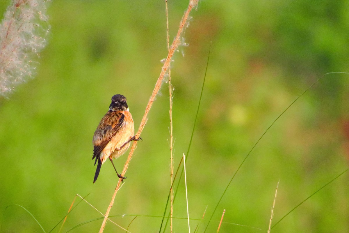 Siberian Stonechat (Siberian) - ML645411390