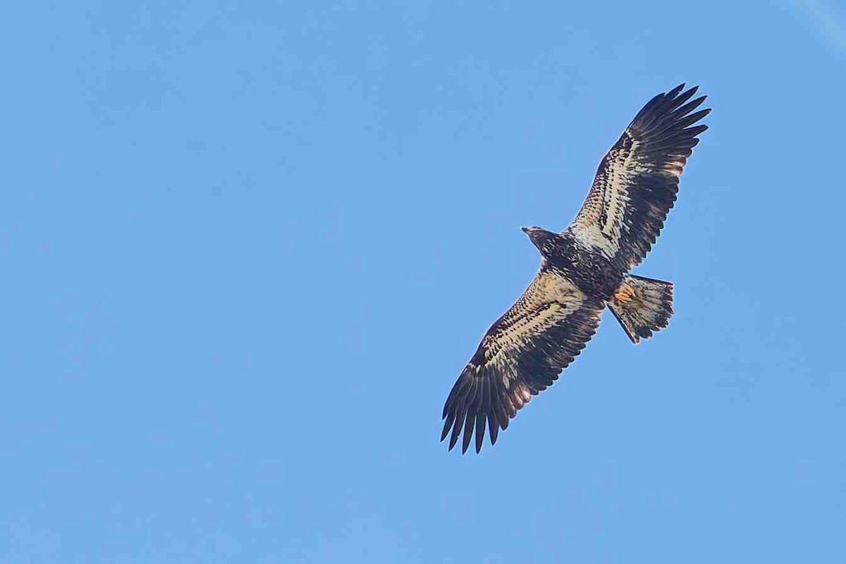 Pigargo Americano - ML645411391